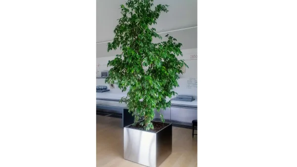 indoor flower planter in office building