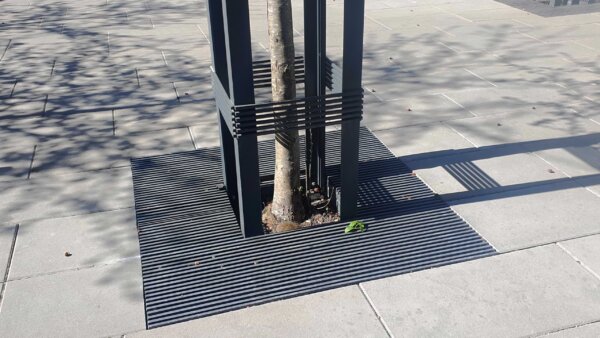 tree roots grate from steel around the tree in the city